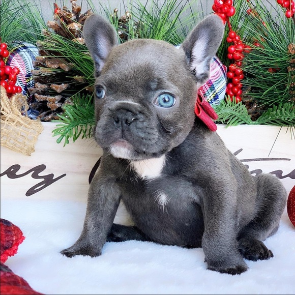 Meet your Posher, Hailey - Picture 1 of 1